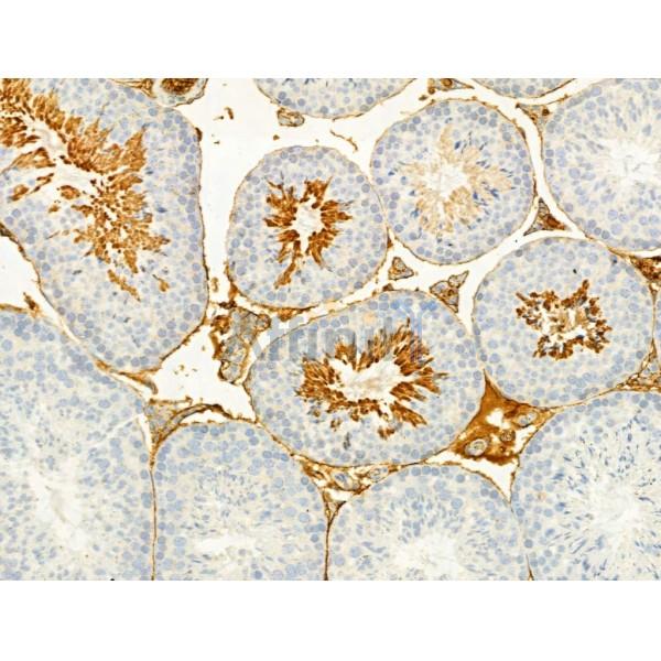 TGF beta 1 Antibody - AF1027 at 1/100 staining Rat thymus tissue by IHC-P.