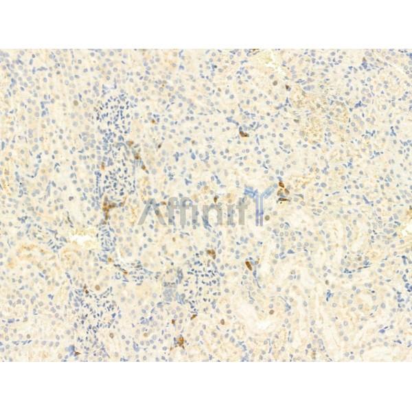 TGF beta 1 Antibody - AF1027 at 1/100 staining Rat kidney tissue by IHC-P.