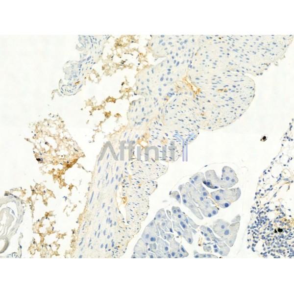 TGF beta 1 Antibody - AF1027 at 1/100 staining Mouse stomach tissue by IHC-P.