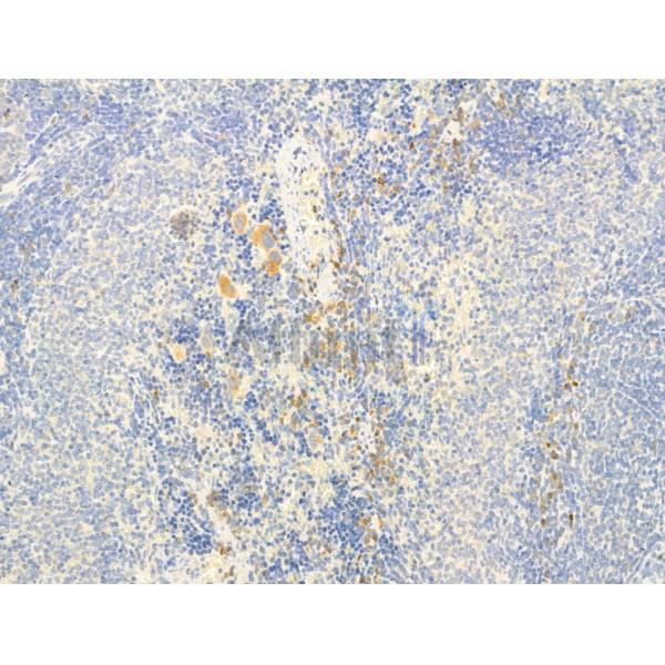 TGF beta 1 Antibody - AF1027 at 1/100 staining Rat spleen tissue by IHC-P.