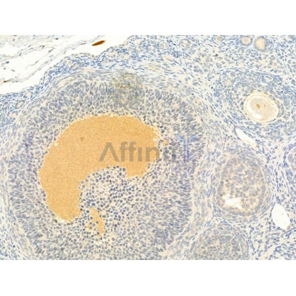 TGF beta 1 Antibody - AF1027 at 1/100 staining Rat ovary tissue by IHC-P.