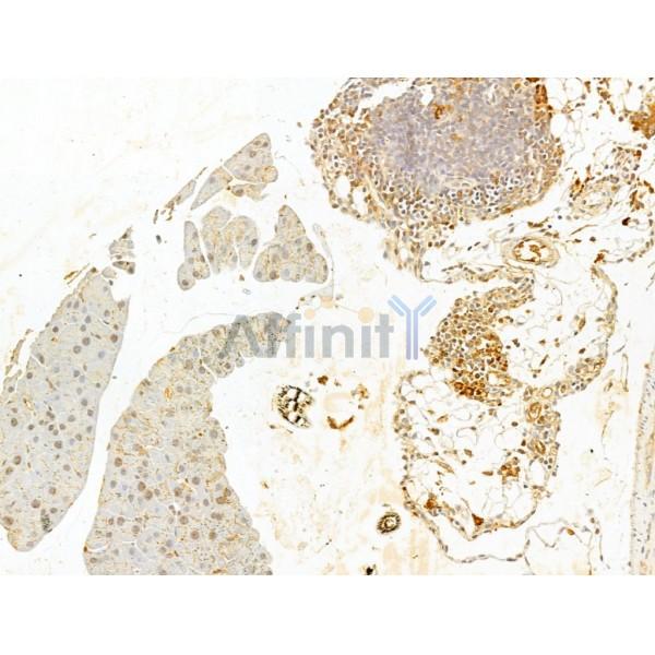 Phospho-IKK beta (Tyr199) Antibody - AF3010 at 1/100 staining Mouse stomach tissue by IHC-P.
