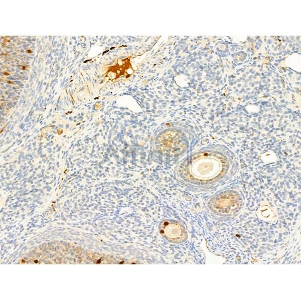 Phospho-ROCK2 (Tyr722) Antibody - AF3028 at 1/100 staining Rat ovary tissue by IHC-P.