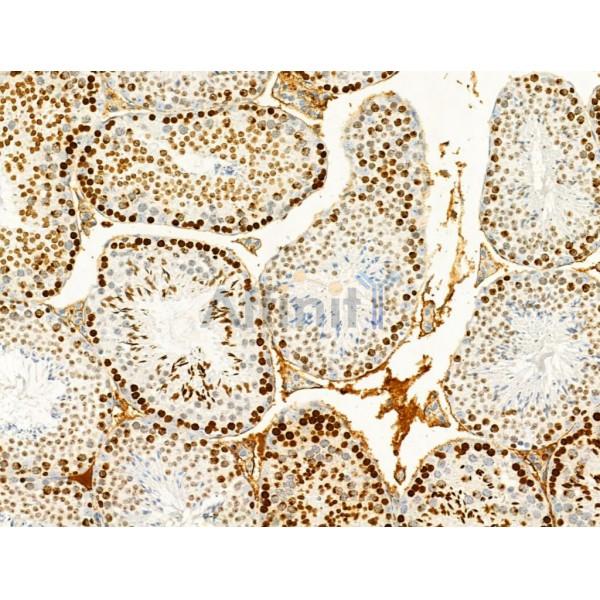 Phospho-Histone H2A.X (Ser139)[Ser140] Antibody - AF3187 at 1/100 staining Mouse testis tissue by IHC-P.