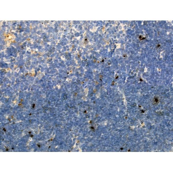 Phospho-Histone H2A.X (Ser139)[Ser140] Antibody - AF3187 at 1/100 staining Mouse thymus tissue by IHC-P.