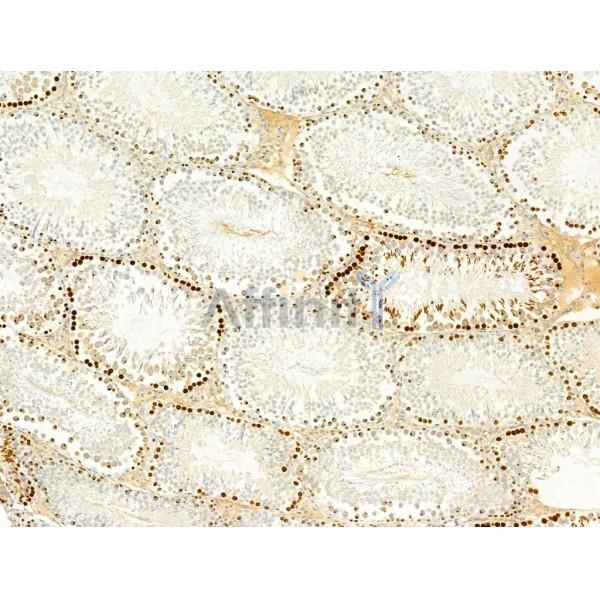 Phospho-Histone H2A.X (Ser139)[Ser140] Antibody - AF3187 at 1/100 staining Rat testis tissue by IHC-P.