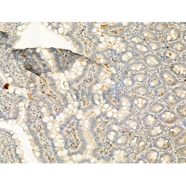 Phospho-Histone H2A.X (Ser139)[Ser140] Antibody - AF3187 at 1/100 staining Rat colon tissue by IHC-P.