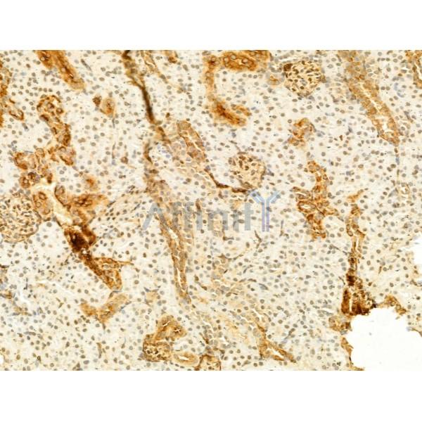 Phospho-JNK1/2/3 (Thr183+Tyr185) Antibody - AF3318 at 1/100 staining Rat kidney tissue by IHC-P.