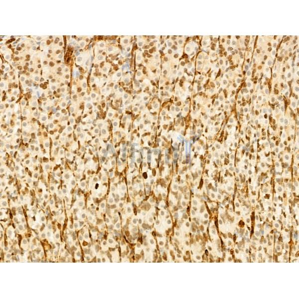 Phospho-JNK1/2/3 (Thr183+Tyr185) Antibody - AF3318 at 1/100 staining Rat stomach tissue by IHC-P.