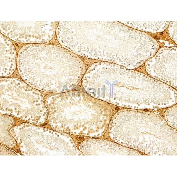 Phospho-JNK1/2/3 (Thr183+Tyr185) Antibody - AF3318 at 1/100 staining Rat testis tissue by IHC-P.