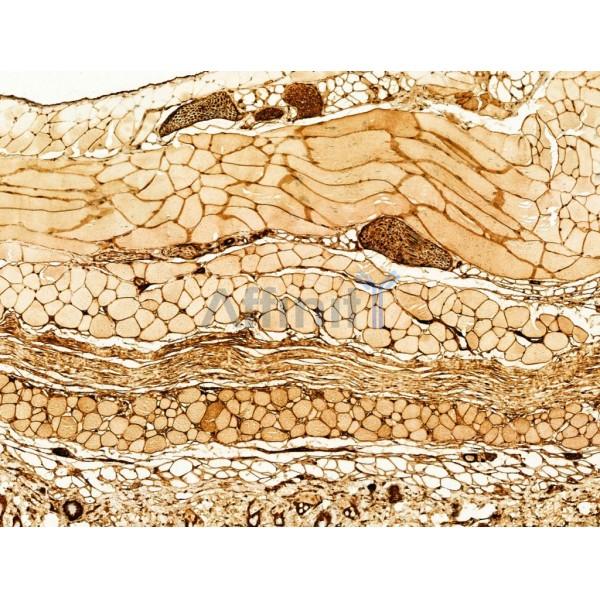 Phospho-JNK1/2/3 (Thr183+Tyr185) Antibody - AF3318 at 1/100 staining Mouse skin tissue by IHC-P.