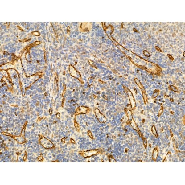 Phospho-JNK1/2/3 (Thr183+Tyr185) Antibody - AF3318 at 1/100 staining Rat spleen tissue by IHC-P.