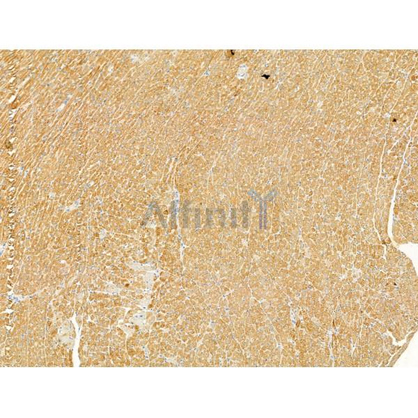 Cleaved-Caspase 1 (Asp296), p20 Antibody - AF4005 at 1/100 staining Rat heart tissue by IHC-P.