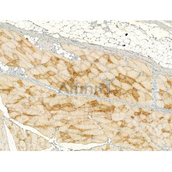 Cleaved-Caspase 1 (Asp296), p20 Antibody - AF4005 at 1/100 staining Rat skin tissue by IHC-P.