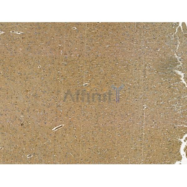 N Cadherin Antibody - AF4039 at 1/100 staining Rat brain tissue by IHC-P.