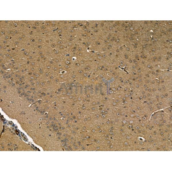 N Cadherin Antibody - AF4039 at 1/100 staining Mouse brain tissue by IHC-P.