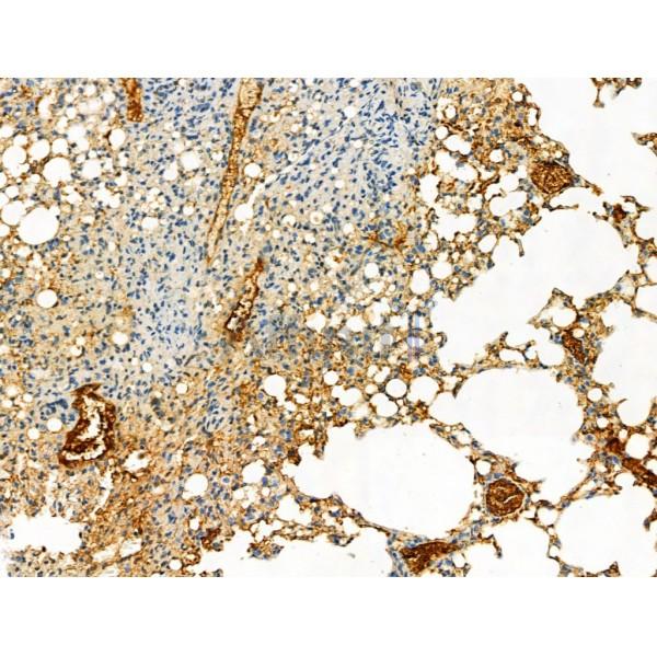 Phospho-ULK1 (Ser757)[Ser758] Antibody - AF4387 at 1/100 staining Mouse lung tissue by IHC-P.