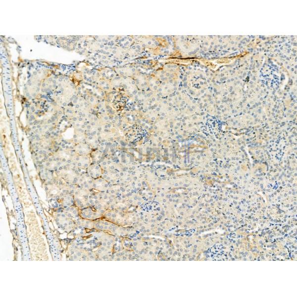 Phospho-ULK1 (Ser757)[Ser758] Antibody - AF4387 at 1/100 staining Mouse kidney tissue by IHC-P.