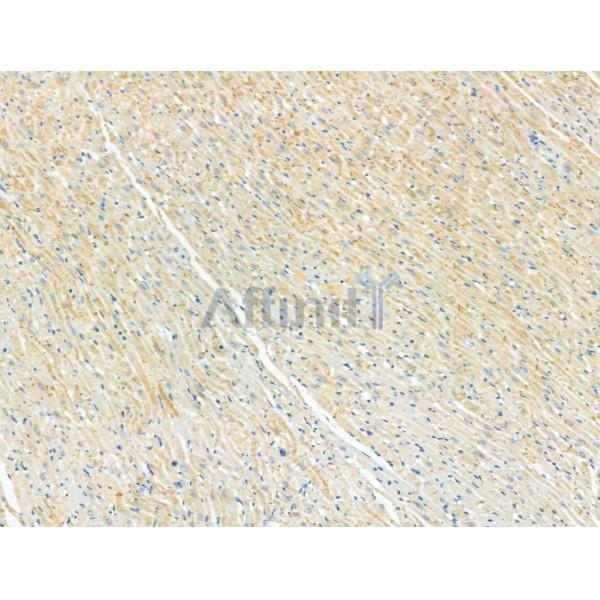 Phospho-ULK1 (Ser757)[Ser758] Antibody - AF4387 at 1/100 staining Rat heart tissue by IHC-P.