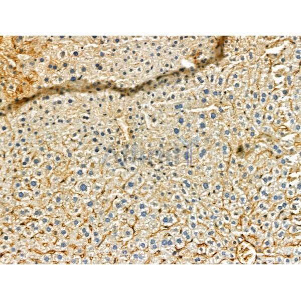 Phospho-ULK1 (Ser757)[Ser758] Antibody - AF4387 at 1/100 staining Mouse liver tissue by IHC-P.