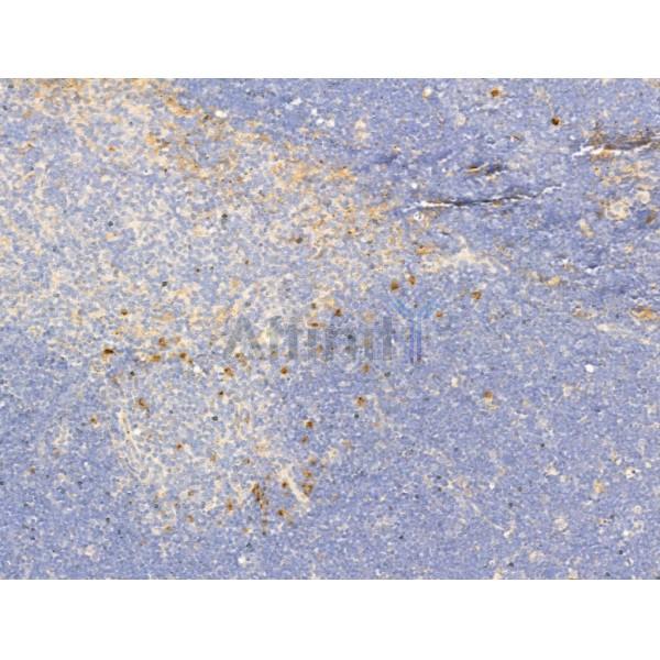 IL1 beta Antibody - AF5103 at 1/100 staining Rat thymus tissue by IHC-P.