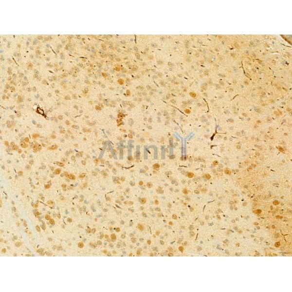 PI3 kinase P110 alpha Antibody - AF5112 at 1/100 staining Rat brain tissue by IHC-P.