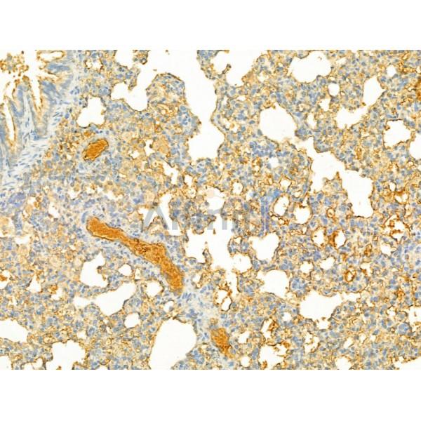 PI3 kinase P110 alpha Antibody - AF5112 at 1/100 staining Rat lung tissue by IHC-P.
