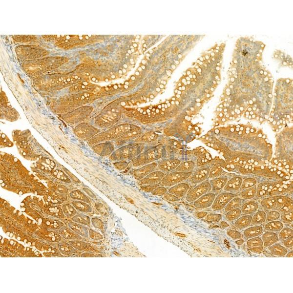 PI3 kinase P110 alpha Antibody - AF5112 at 1/100 staining Rat colon tissue by IHC-P.