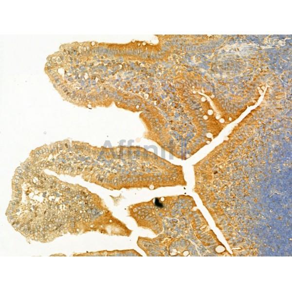 PI3 kinase P110 alpha Antibody - AF5112 at 1/100 staining Mouse colon tissue by IHC-P.