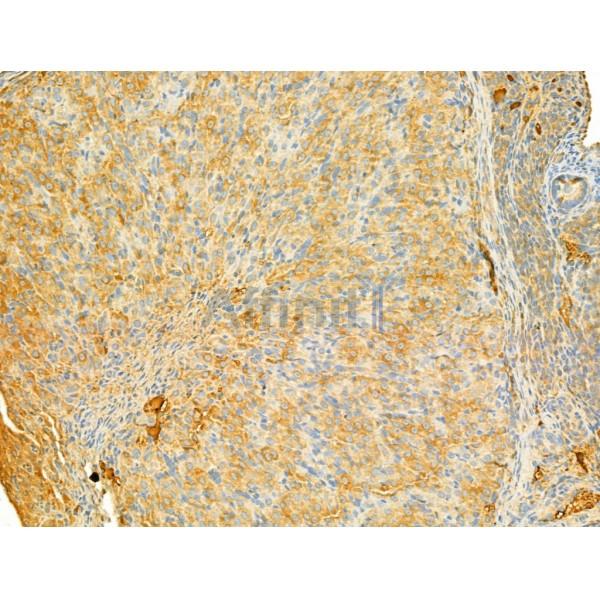 PI3 kinase P110 alpha Antibody - AF5112 at 1/100 staining Rat ovary tissue by IHC-P.