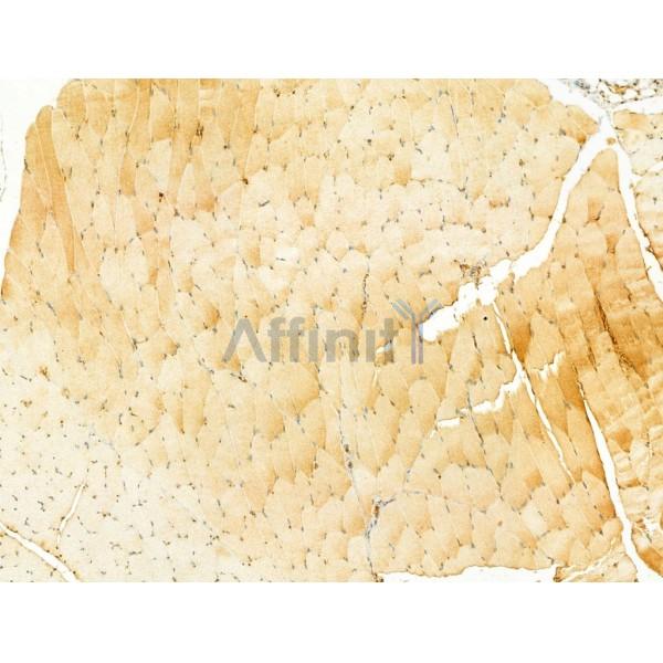 PI3 kinase P110 alpha Antibody - AF5112 at 1/100 staining Rat muscle tissue by IHC-P.