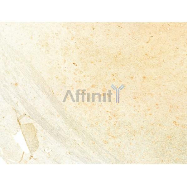 Beclin 1 Antibody - AF5128 at 1/100 staining Rat brain tissue by IHC-P.