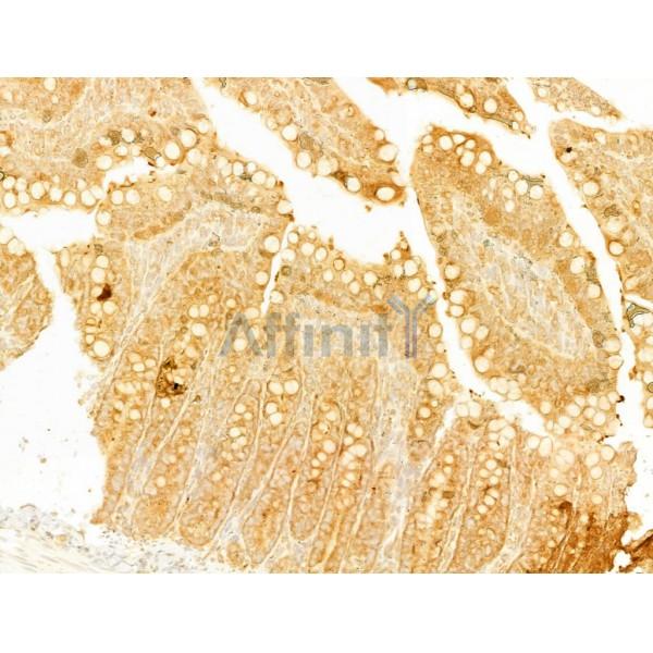 BMP2 Antibody - AF5163 at 1/100 staining Rat colon tissue by IHC-P.