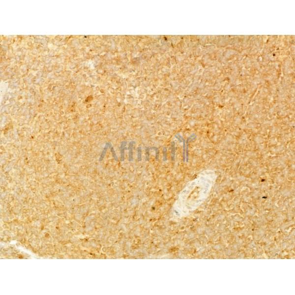 BMP2 Antibody - AF5163 at 1/100 staining Rat spleen tissue by IHC-P.
