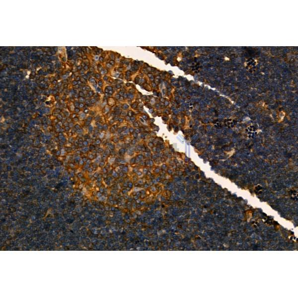 MMP9 Antibody - AF5228 at 1/100 staining Rat thymus tissue by IHC-P.