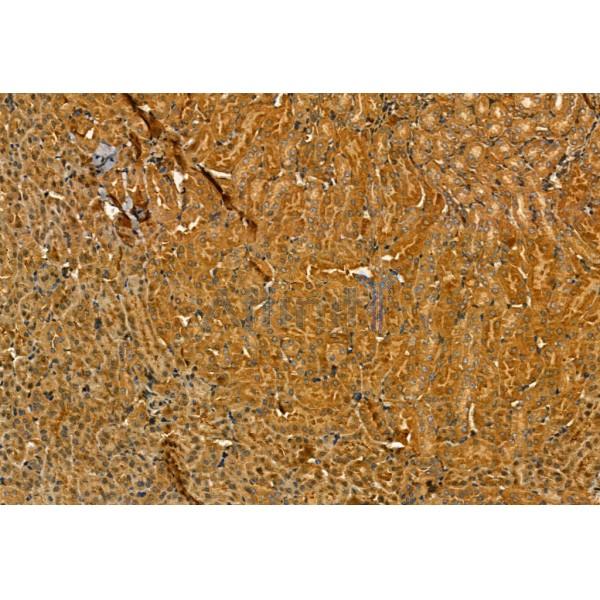 MMP9 Antibody - AF5228 at 1/100 staining Mouse kidney tissue by IHC-P.