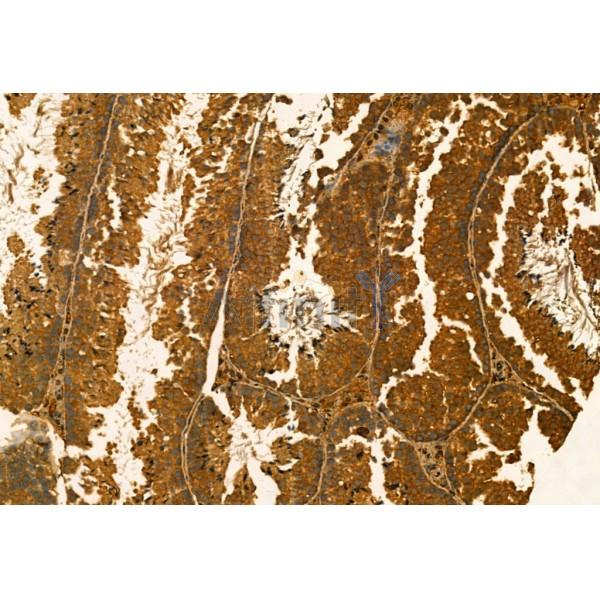 MMP9 Antibody - AF5228 at 1/100 staining Mouse testis tissue by IHC-P.