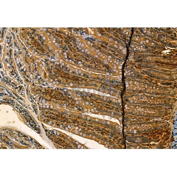 MMP9 Antibody - AF5228 at 1/100 staining Rat colon tissue by IHC-P.