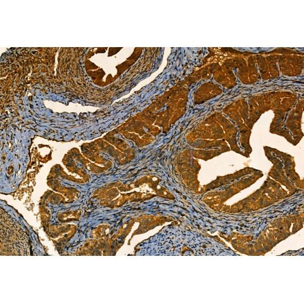MMP9 Antibody - AF5228 at 1/100 staining Rat ovary tissue by IHC-P.