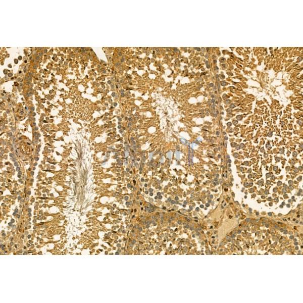 MMP9 Antibody - AF5228 at 1/100 staining Rat testis tissue by IHC-P.