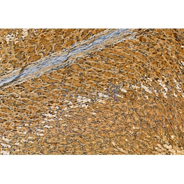 MMP9 Antibody - AF5228 at 1/100 staining Rat stomach tissue by IHC-P.