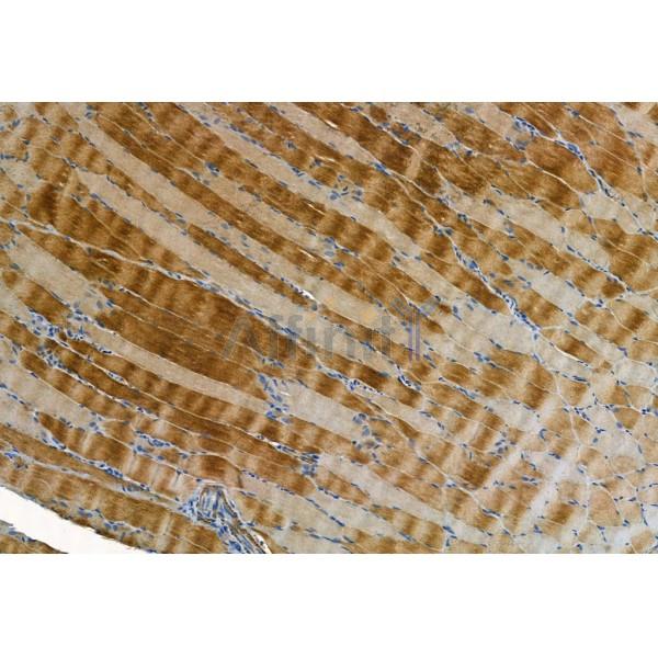 MMP2 Antibody - AF5330 at 1/100 staining Rat muscle tissue by IHC-P.