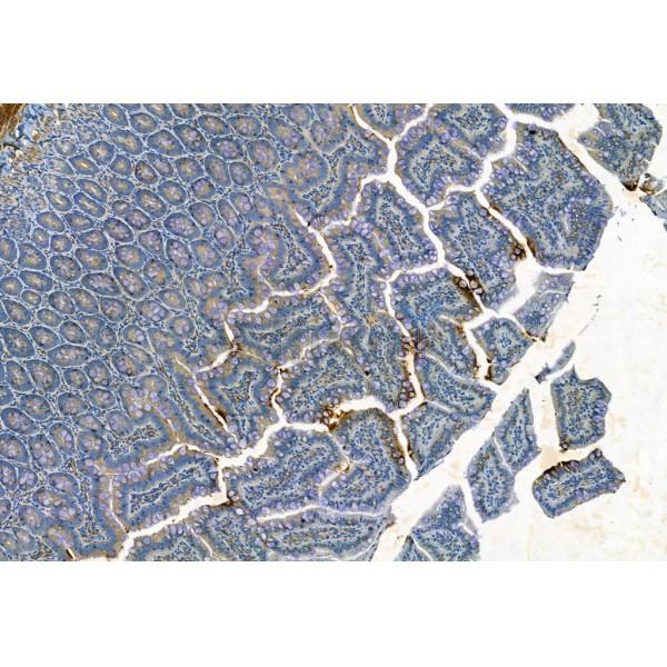 MMP2 Antibody - AF5330 at 1/100 staining Rat colon tissue by IHC-P.