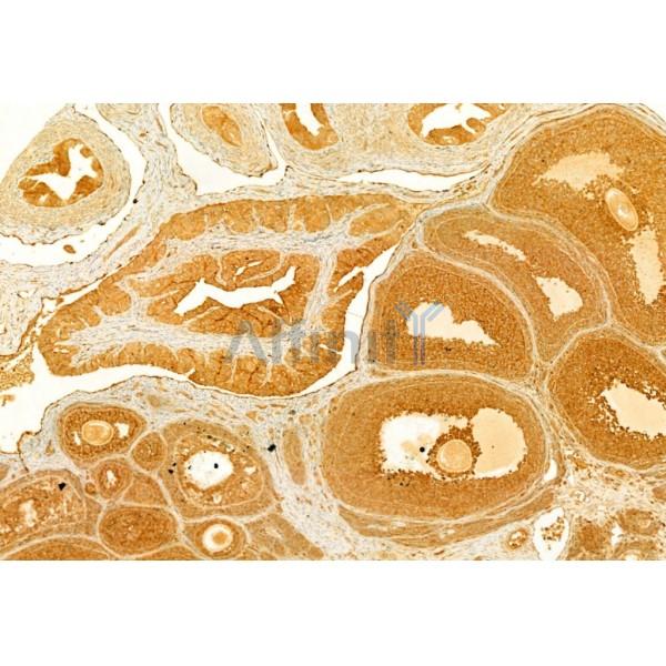 FAS Antibody - AF5342 at 1/100 staining Rat ovary tissue by IHC-P.