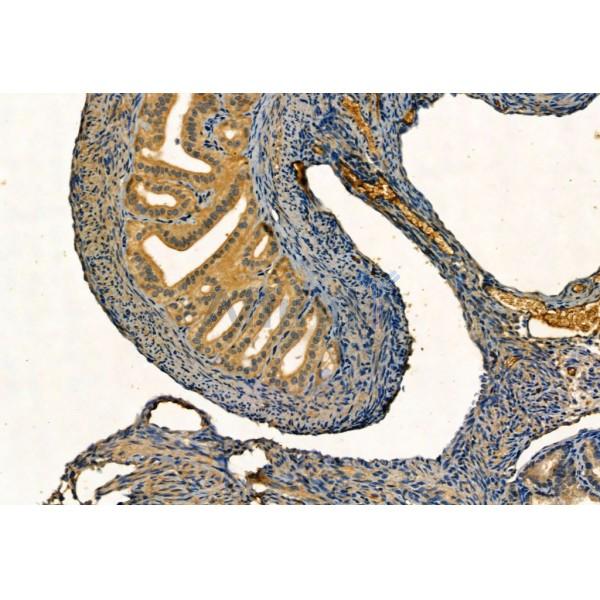 SQSTM1/p62 Antibody - AF5384 at 1/100 staining Mouse ovary tissue by IHC-P.