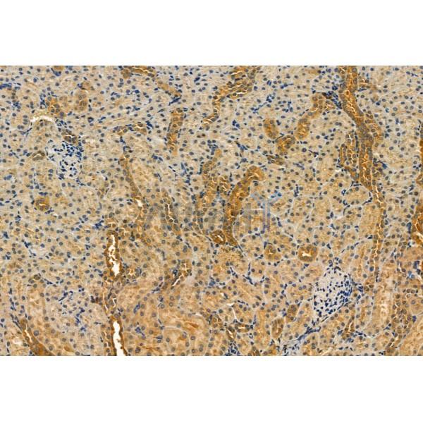 SQSTM1/p62 Antibody - AF5384 at 1/100 staining Rat kidney tissue by IHC-P.