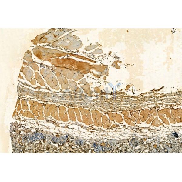 SQSTM1/p62 Antibody - AF5384 at 1/100 staining Mouse skin tissue by IHC-P.