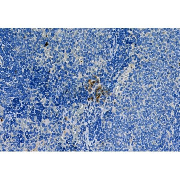 Caspase 1 Antibody - AF5418 at 1/100 staining Rat spleen tissue by IHC-P.