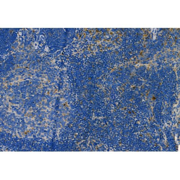 Caspase 1 Antibody - AF5418 at 1/100 staining Mouse spleen tissue by IHC-P.