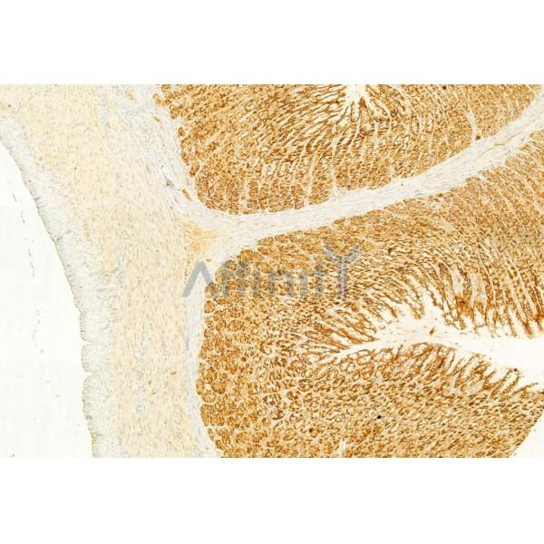 COX IV Antibody - AF5468 at 1/100 staining Rat stomach tissue by IHC-P.